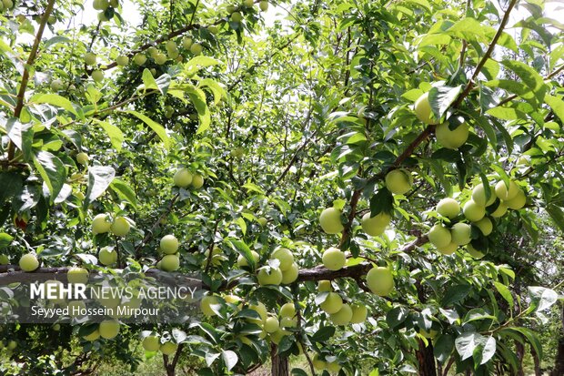 اولین فن بازار ازدیاد درختان میوه در دانشگاه آزاداسلامی افتتاح شد
