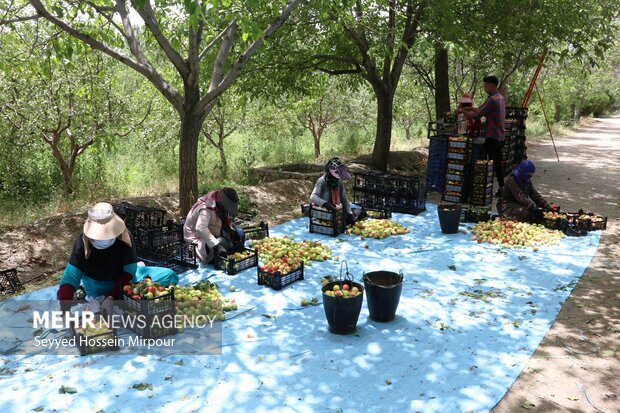 میوه چینی از باغات شاندیز مشهد