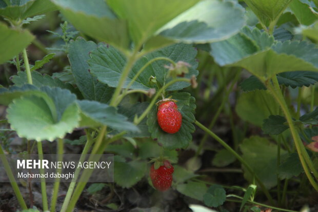 برگزاری سومین جشنواره توت فرنگی در روستای «شیان» سنندج