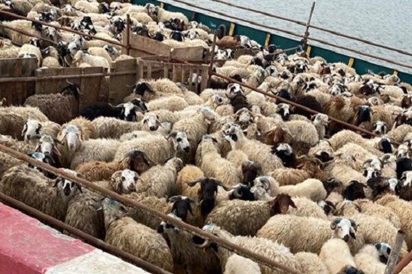 ذخیره سازی 4 هزار راس دام برای عرضه در روزهای عرفه و عید قربان