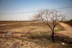 کاهش بارش‌ها کشاورزی مازندران را با تنش آبی مواجه می‌کند