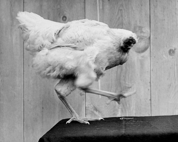 مرغی که ۱۸ ماه بدون سر زنده ماند