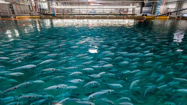 خراسان جنوبی ظرفیت تولید ۹۹ هزار تن ماهی پرورشی را دارد خراسان جنوبی ظرفیت تولید ۹۹ هزار تن ماهی پرورشی را دارد