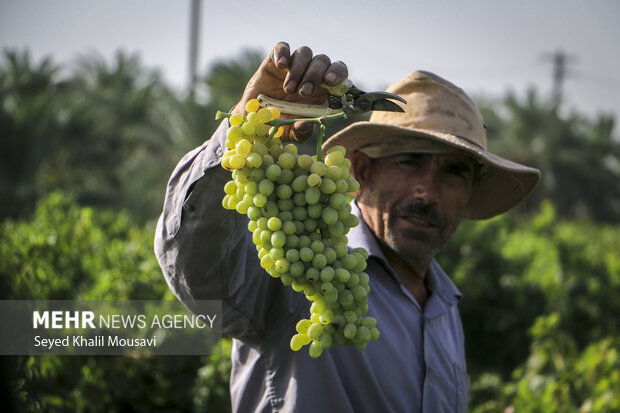 تاکداران خراسان شمالی طعم شیرین انگور را نمیچشند