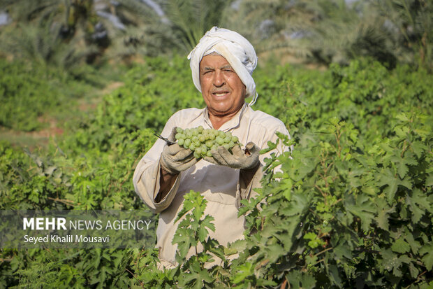 مطالبه بخش کشاورزی خوزستان از رییسجمهور/ مخالفت با سد مارون۲