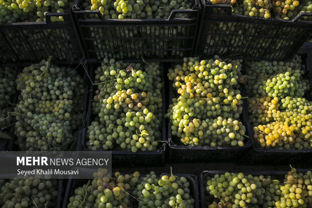 تاکداران خراسان شمالی طعم شیرین انگور را نمیچشند