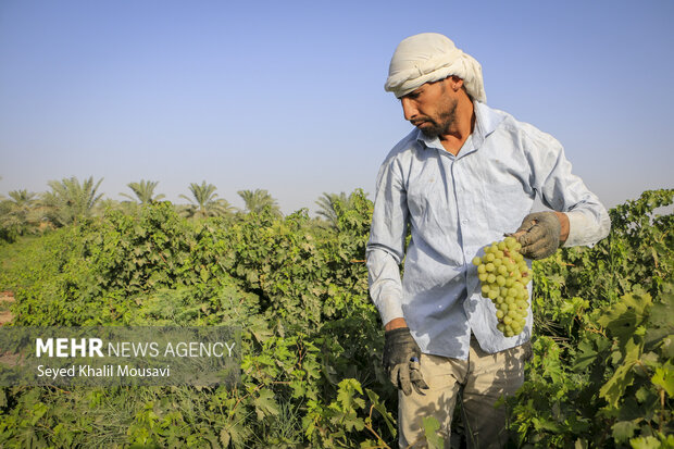 انگور و کشمش استان قزوین استانداردهای صادراتی را کسب کرده است