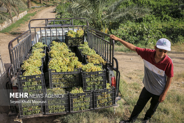 پیش بینی برداشت ۲۱۰۰۰ تن انگور از مزارع استان قم
