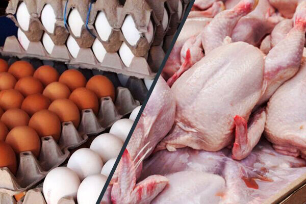 خرید 37 هزار تن گوشت مرغ و تخم‌مرغ مازاد از تولیدکنندگان