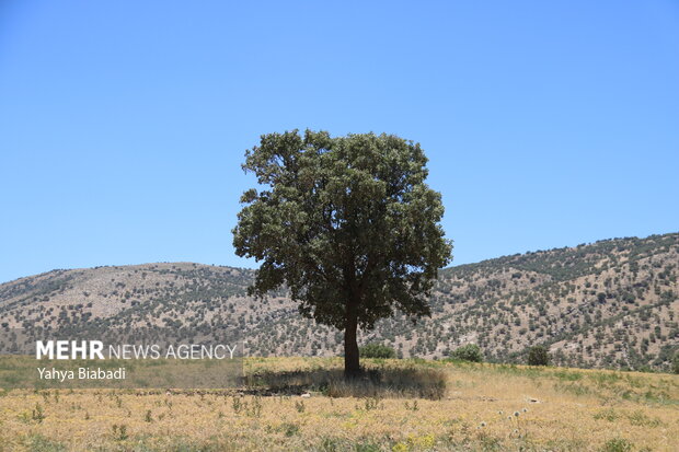 حفاظت از جنگل های بلوط کرمانشاه در انتظار توجه دولت سیزدهم