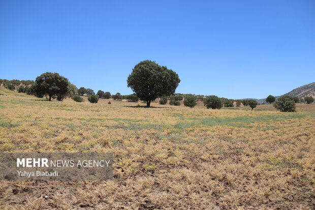 «پروانه سفید» زاگرس را روسیاه کرد/ پای لنگ اکسیژن در مندلیف زاگرس