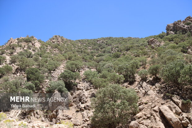 شکوه حیات در نگین زاگرس؛ رشد چشمگیر جمعیت پستانداران کرمانشاه