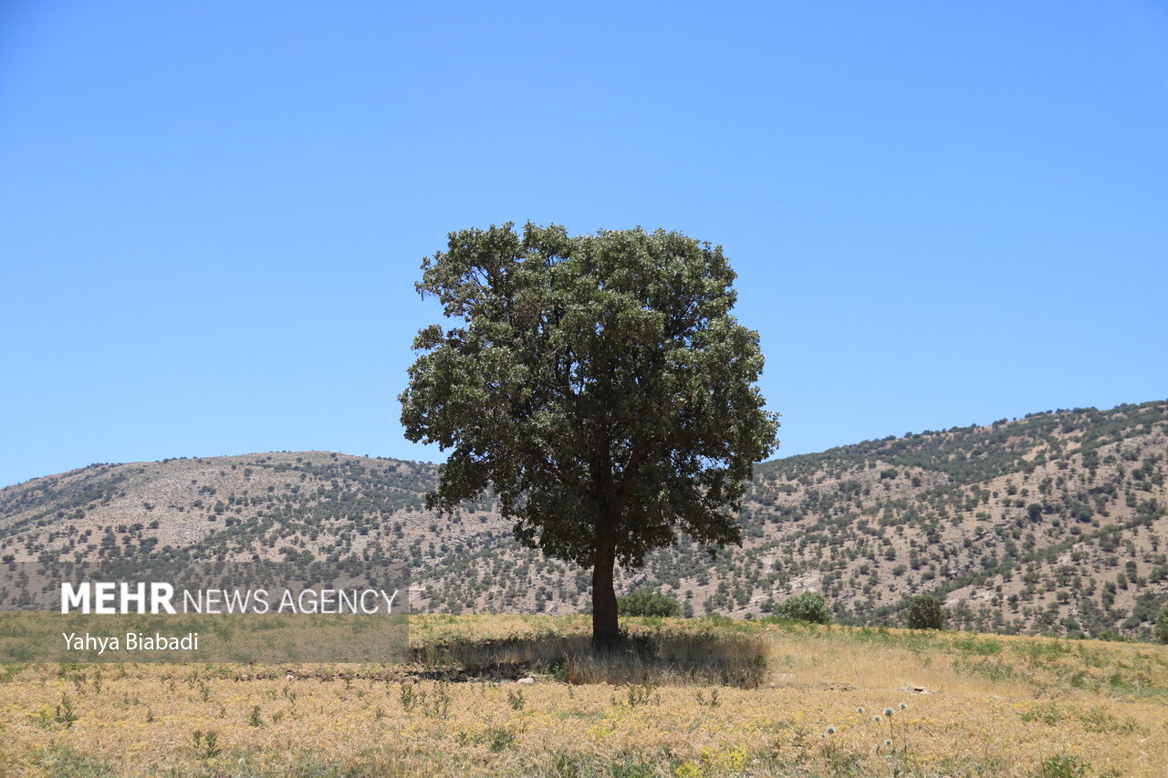 بلوط های آفت زده زاگرس نیازمند کمک همگانی