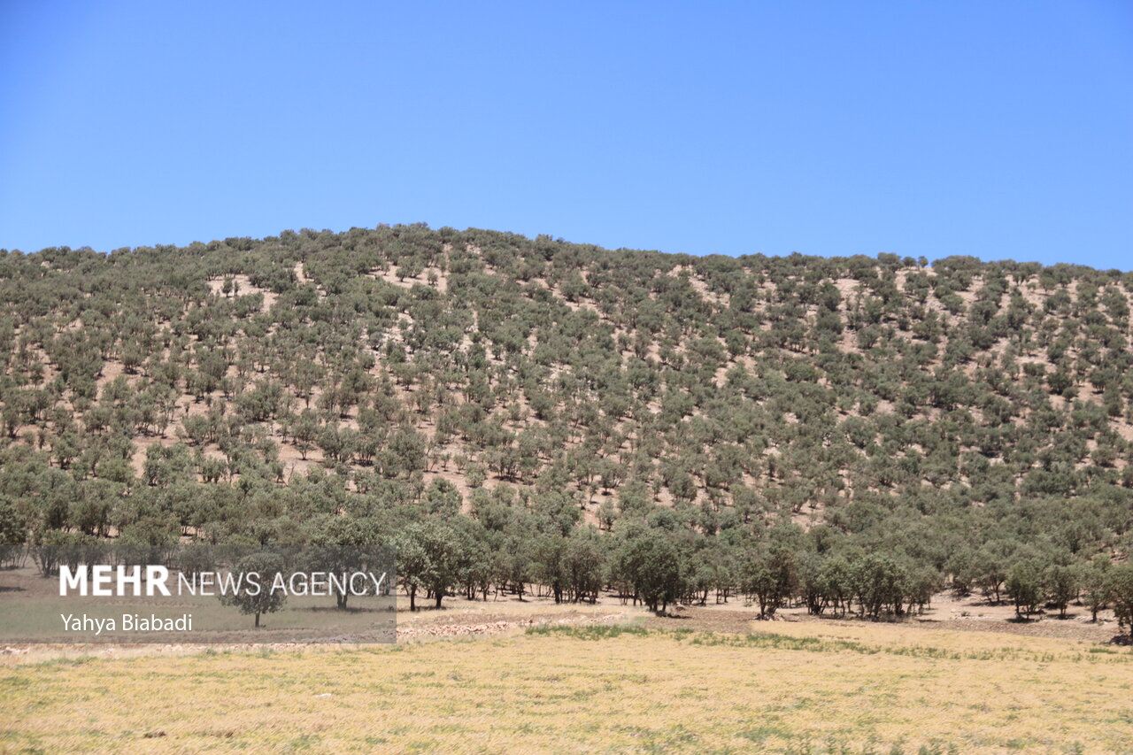 بلوط های آفت زده زاگرس نیازمند کمک همگانی