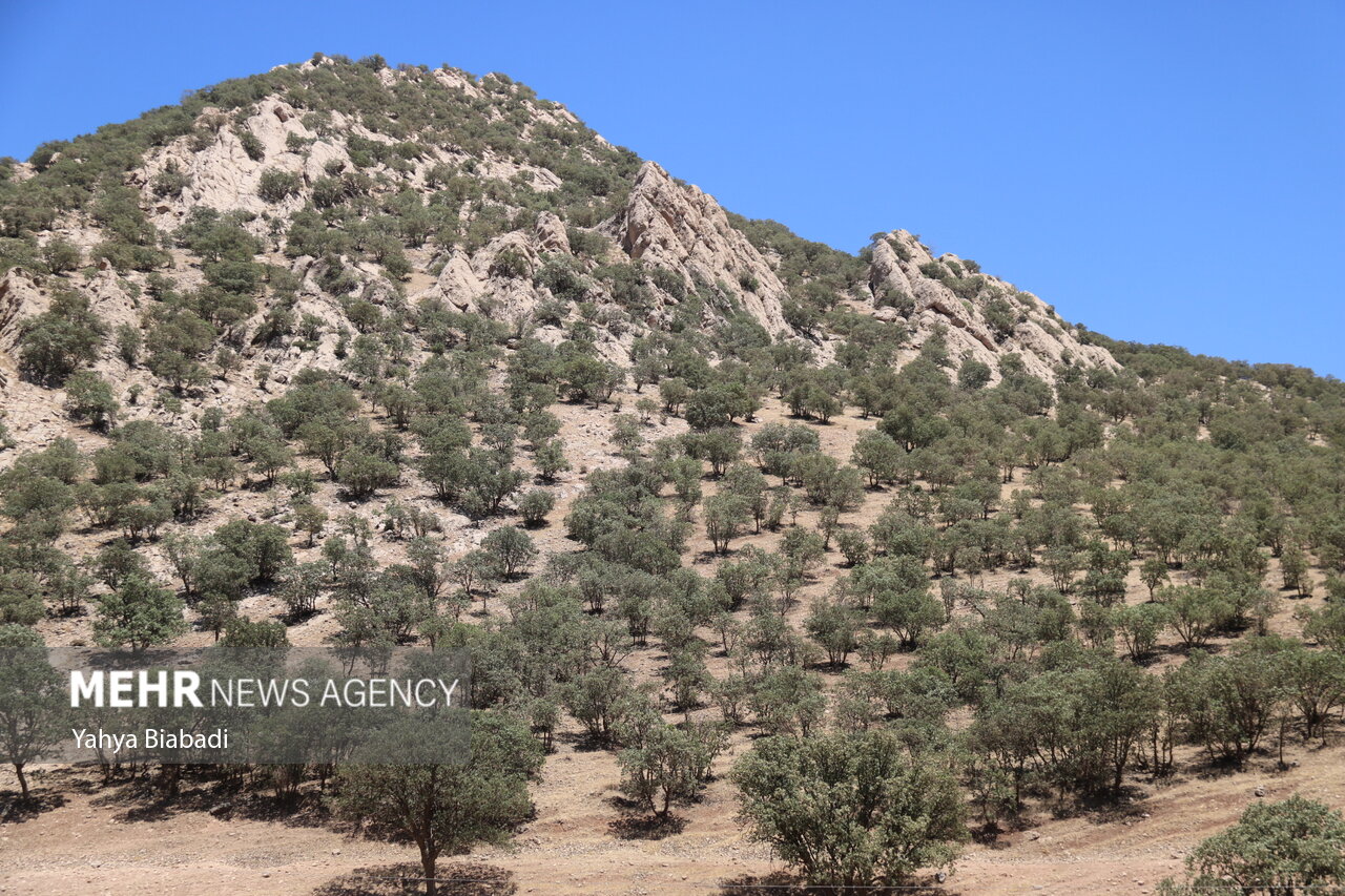 تراژدی «بلوطستان»