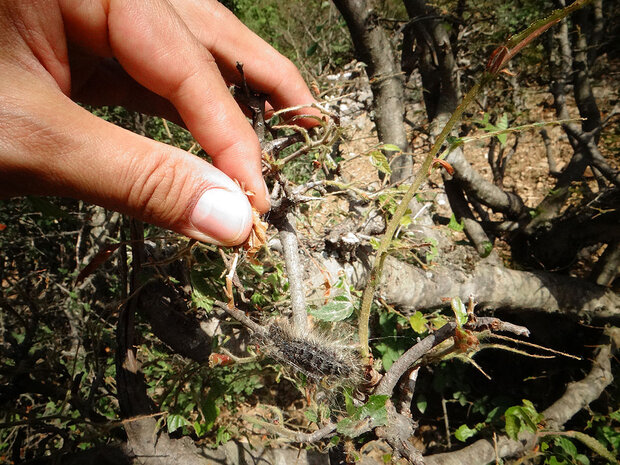 خسارت آفت پروانه ابریشم بافت ناجور به ۱۰۰ هکتار از جنگل های کجور خسارت آفت پروانه ابریشم بافت ناجور به ۱۰۰ هکتار از جنگل های کجور