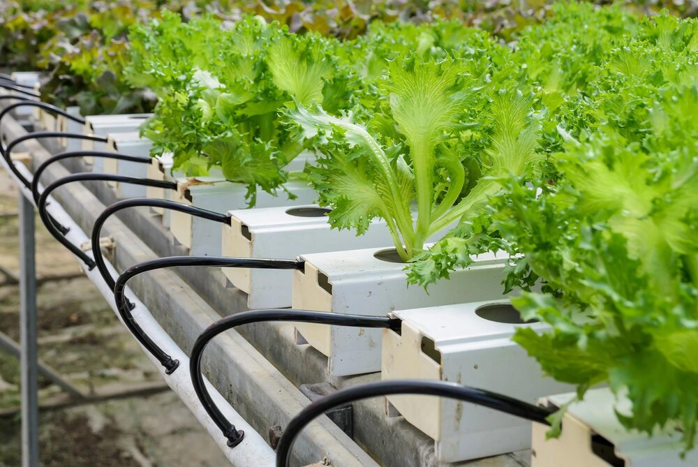 «کشت هیدروپونیک»؛ ناجی آب های زیرزمینی نهاوند