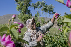 برگزاری دهمین جشنواره برداشت گل محمدی در شهرستان اسکو