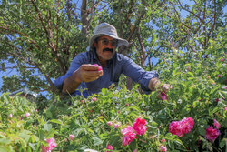 افزایش میانگین تولید گل محمدی از دو تن به ۳.۴ تن در اسکو