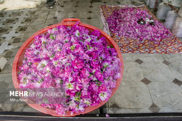 10th festival of damask rose harvesting