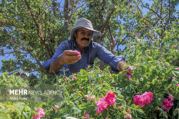 عطر گل محمدی در سربیشه پیچید/ اشتغال آفرینی طلای صورتی