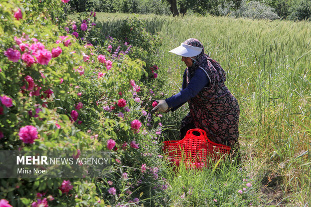 10th festival of damask rose harvesting