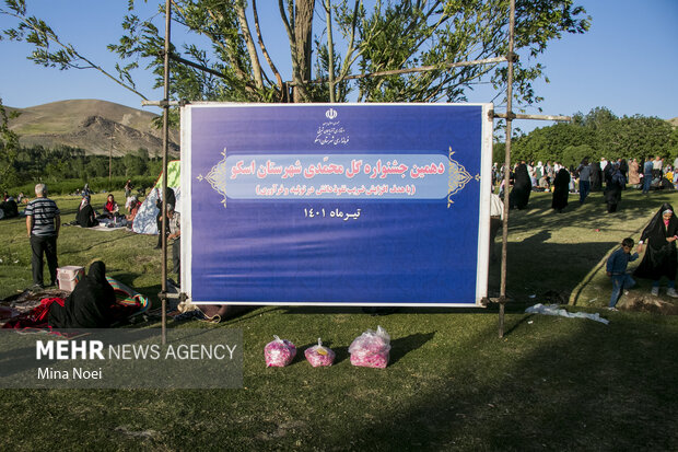برگزاری دهمین جشنواره برداشت گل محمدی در شهرستان اسکو