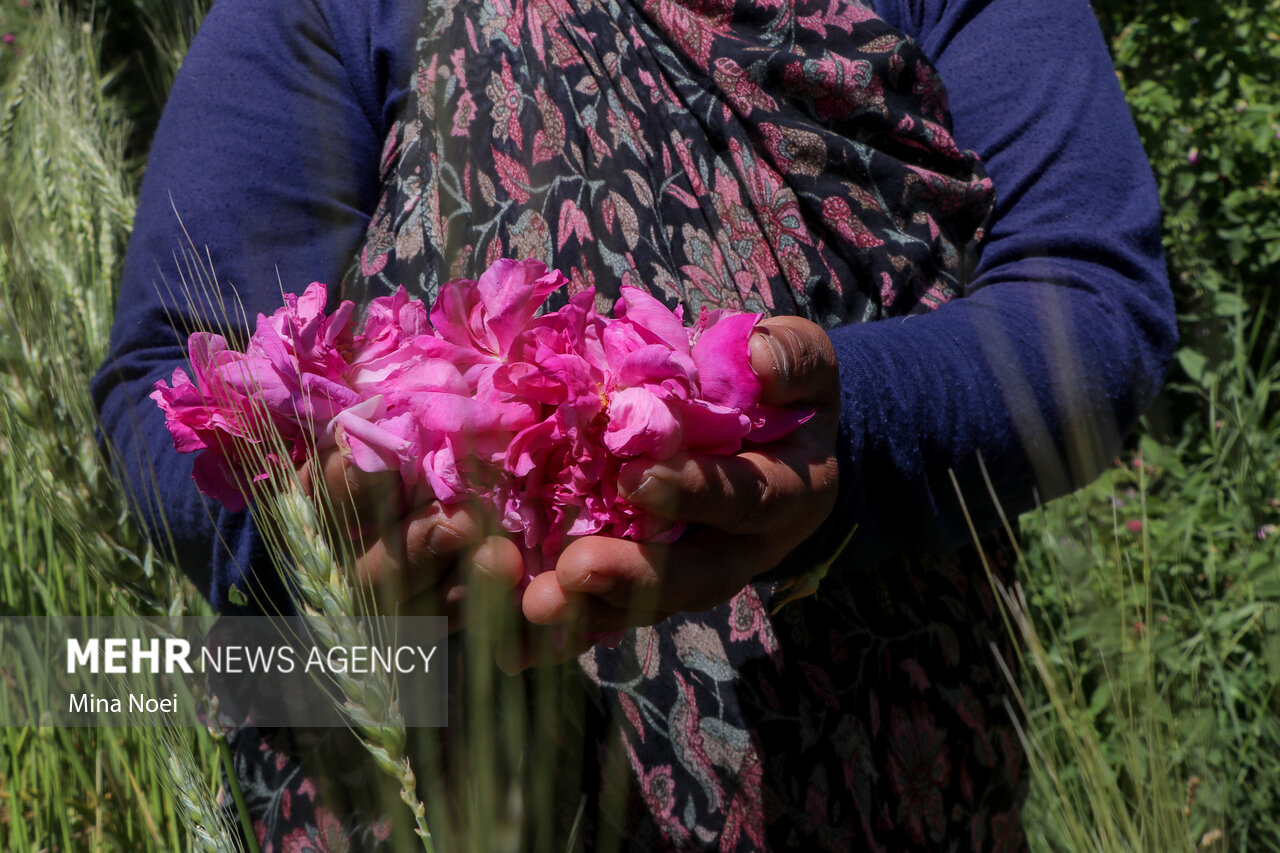 حمایت از سرمایه گذاری برای فرآوری گل محمدی در آذربایجان شرقی