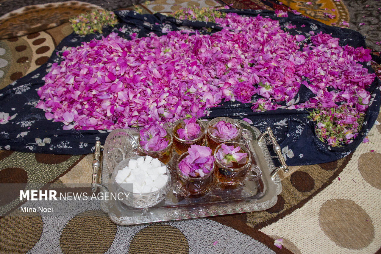 حمایت از سرمایه گذاری برای فرآوری گل محمدی در آذربایجان شرقی 3