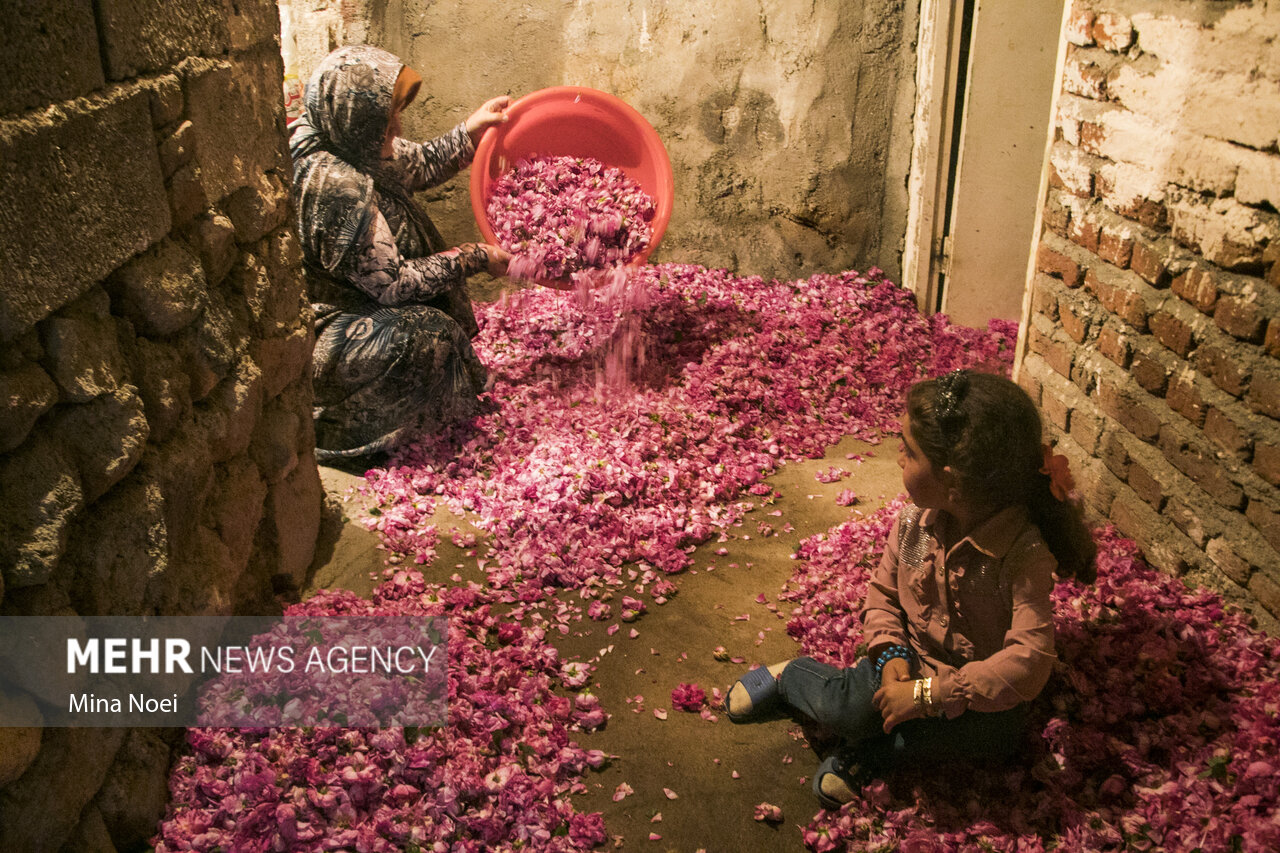 افزایش میانگین تولید گل محمدی از دو تن به ۳.۴ تن در اسکو