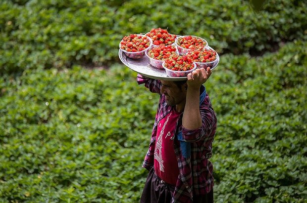 آینده ای نگران کننده در انتظار توت فرنگی کردستان