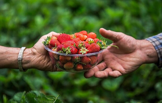 معرفی سنندج به عنوان قطب اصلی توت فرنگی کشور