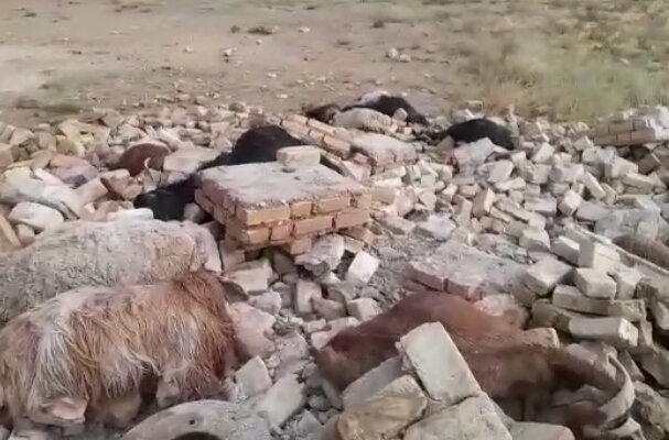 خسارت طوفان در زرین دشت/ ۳۰ راس دام تلف شد خسارت طوفان در زرین دشت/ ۳۰ راس دام تلف شد