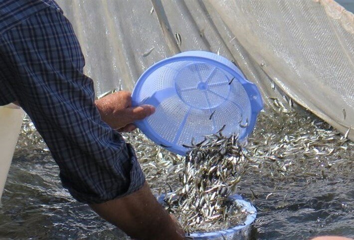 رهاسازی ۸۰ هزار قطعه انواع بچه ماهی بومی در تالاب شادگان