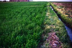 امحاء محصولات برخی از مزارع شیراز به دلیل استفاده از فاضلاب خام