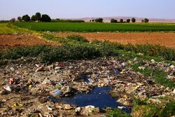 محصولات مزارع آلوده به فاضلاب خام در صدرا از بین برده شد