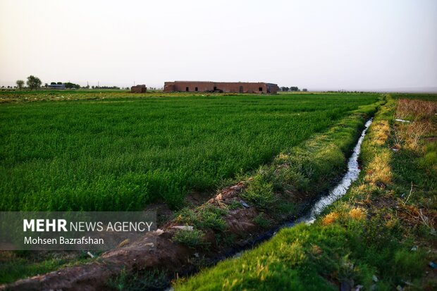 سبزی شالیزارها مدیون فاضلاب سیاه/ خشکسالی تخلفات را افزایش داد