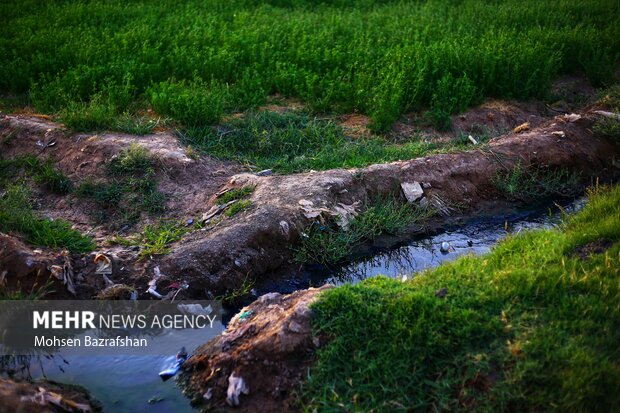 سیاهجوی بلای سلامتی محمدشهریها/ کاشت سبزی و صیفی با طعم فاضلاب