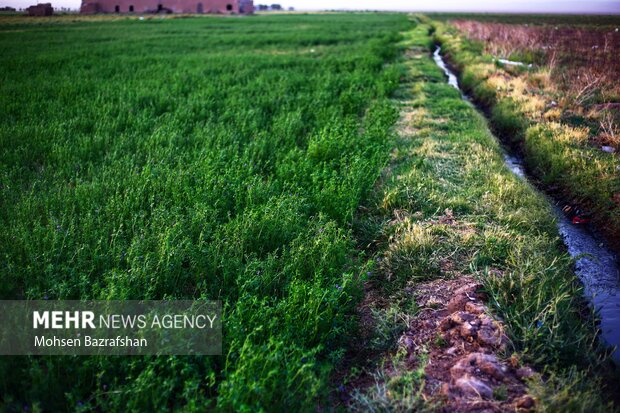 سیاهجوی بلای سلامتی محمدشهریها/ کاشت سبزی و صیفی با طعم فاضلاب