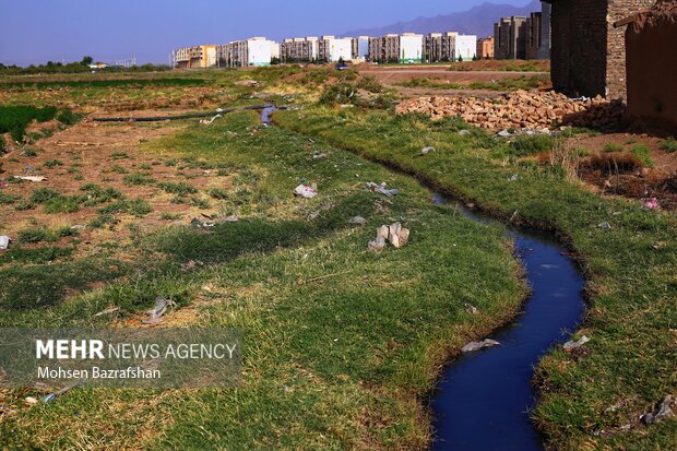 سیاهجوی بلای سلامتی محمدشهریها/ کاشت سبزی و صیفی با طعم فاضلاب