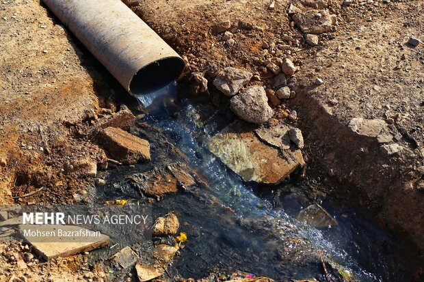 سیاهجوی بلای سلامتی محمدشهریها/ کاشت سبزی و صیفی با طعم فاضلاب