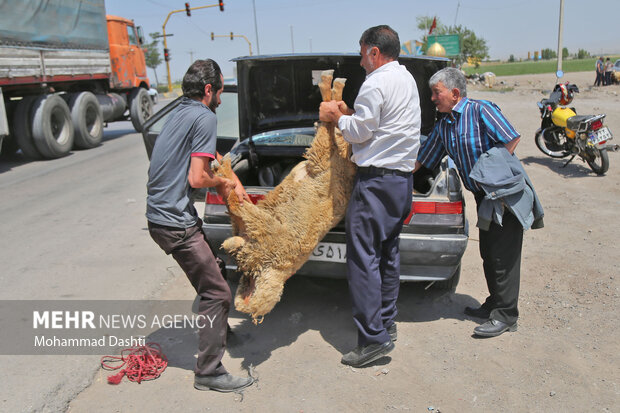 Livestock market in Ardabil
