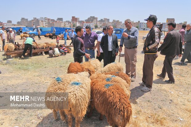 Livestock market in Ardabil
