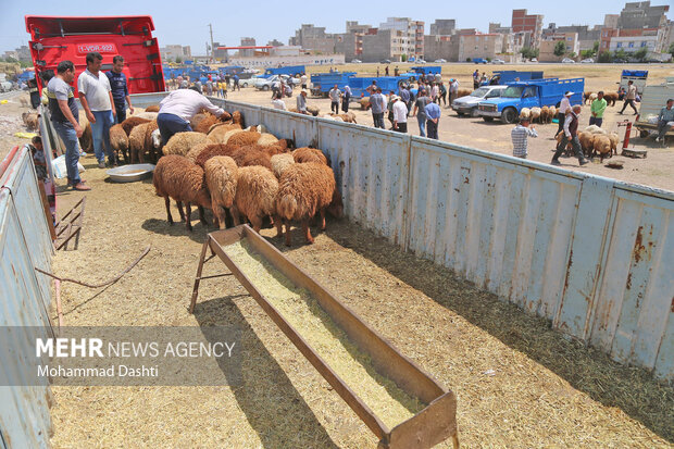 Livestock market in Ardabil
