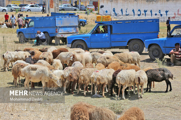 Livestock market in Ardabil
