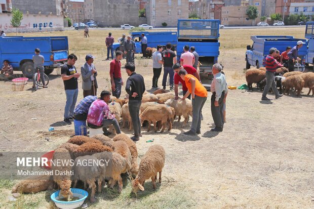 Livestock market in Ardabil
