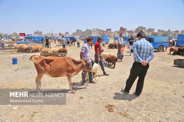 Livestock market in Ardabil
