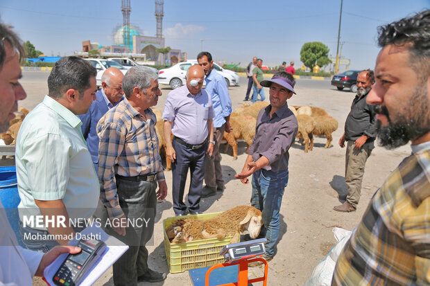 Livestock market in Ardabil
