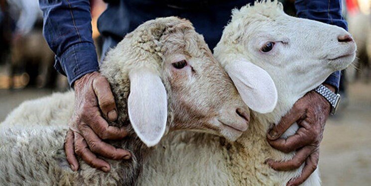 خرید گوسفند زنده از دامکالا