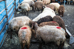 توقف صادرات دام از لرستان برای جلوگیری از افزایش قیمت گوشت قرمز